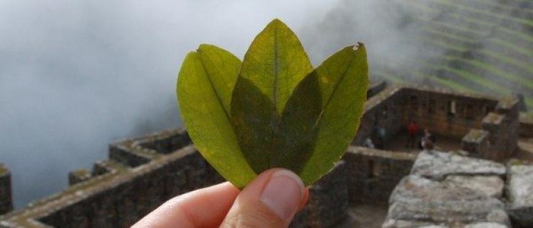 Кока - священное растение инков Листья коки закон