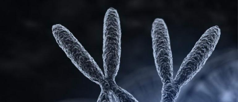 Хромосомы человека. Что такое хромосома? Набор хромосом. Пара хромосом Сколько хромосом у травы