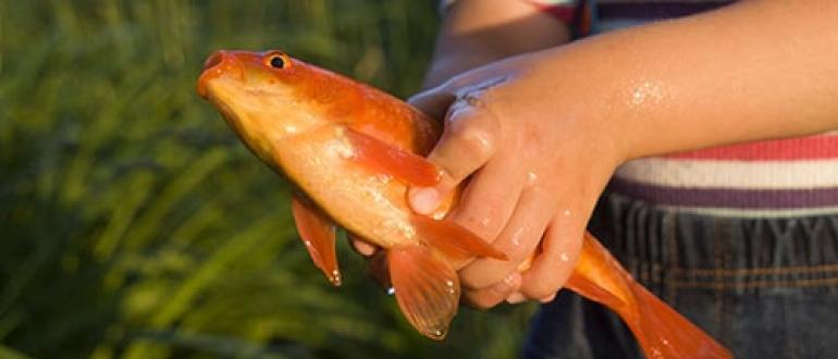 पकड़ें, तलें, कच्चा खाएं, अपने हाथों में पकड़ें... एक लड़की मछली का सपना क्यों देखती है?