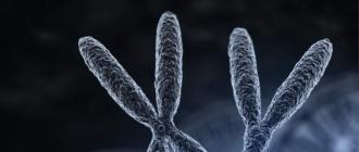 Inimese kromosoomid.  Mis on kromosoom?  Kromosoomide komplekt.  Kromosoomipaar Mitu kromosoomi on rohul?