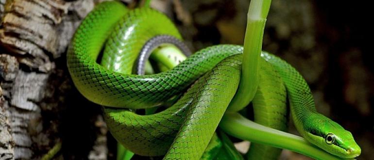 Warum träumst du von grünen kleinen Schlangen?